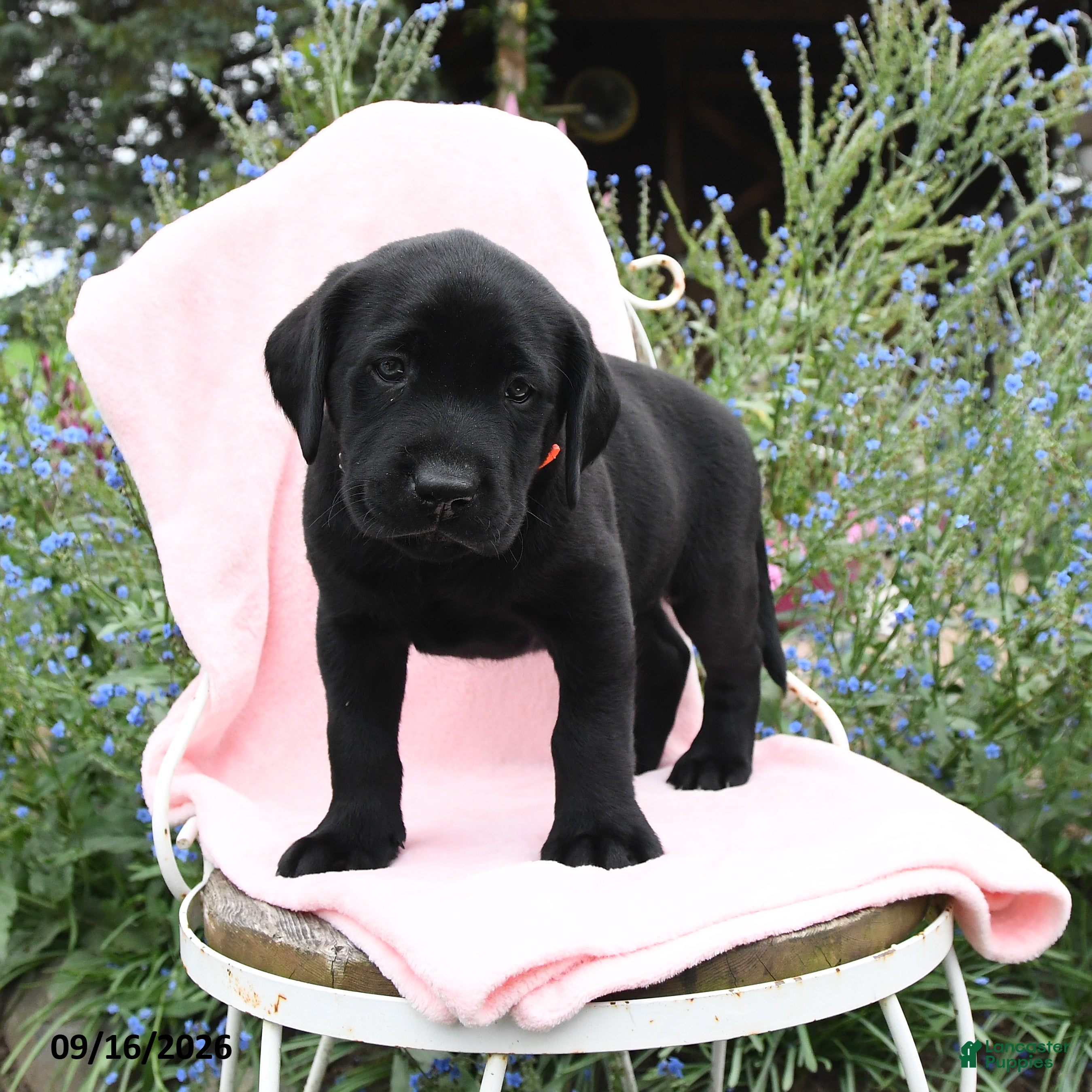 Labrador Retriever dogs for sale: Mike - Ad 4