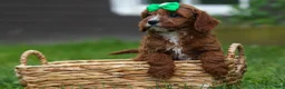 Cavapoo dogs for sale: OLLIE - Ad 4