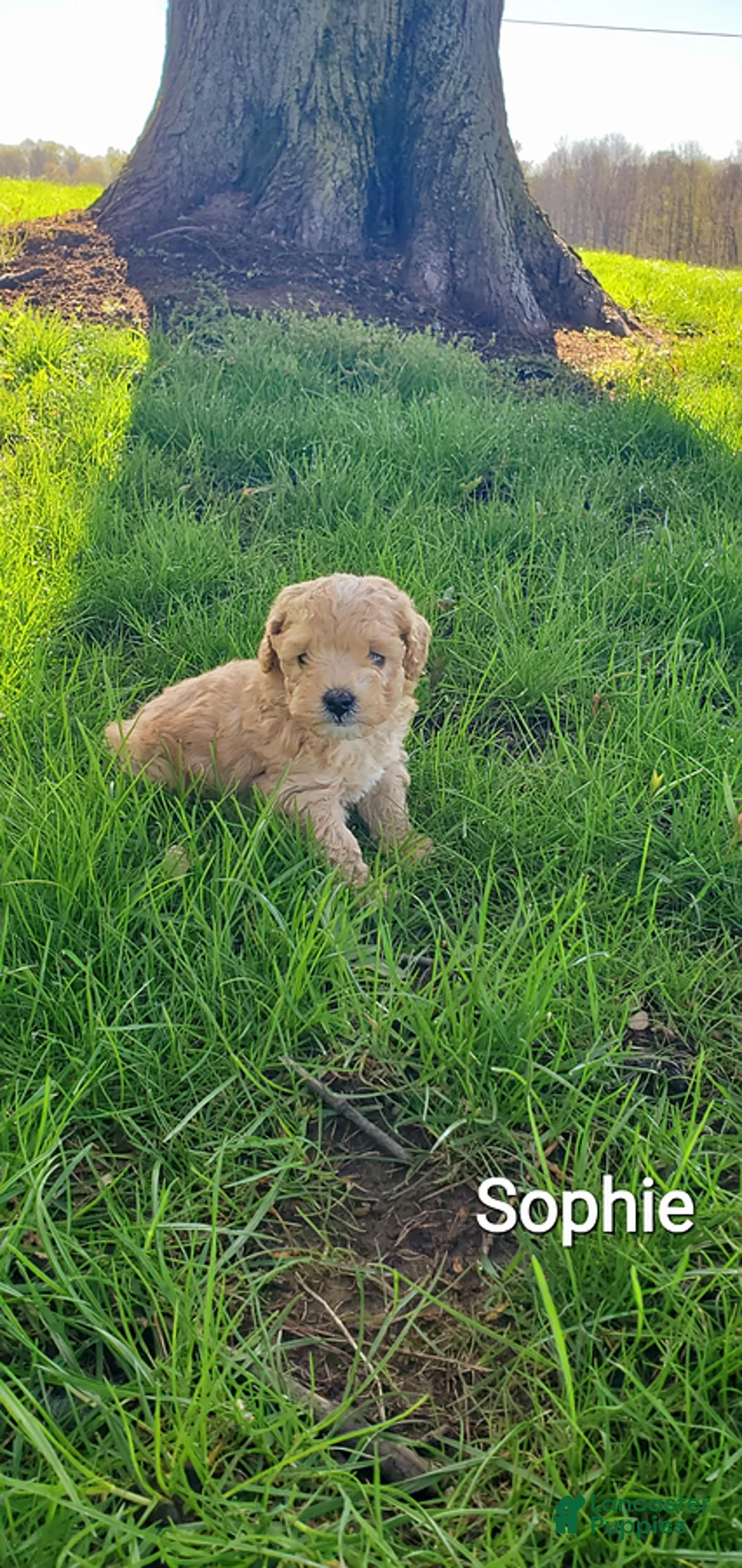 Toy Poodle dogs for sale: Sophie - Ad 1