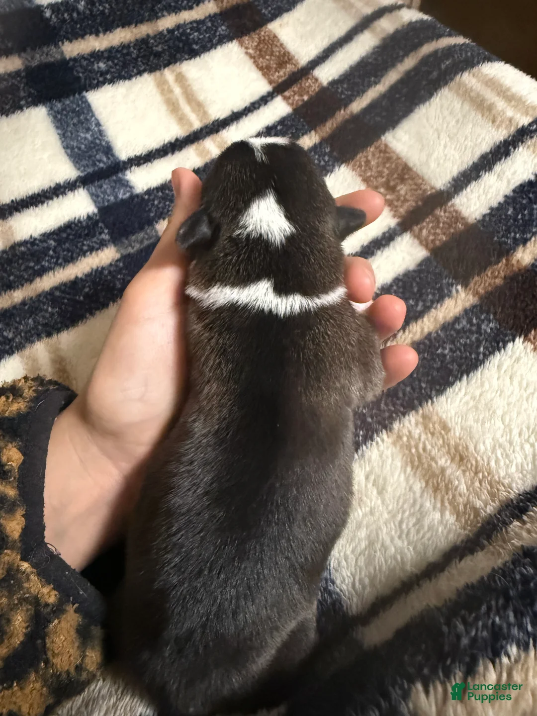 Welsh Corgi Pembroke dogs for sale: Welsh Corgi Pembroke Puppy 1 - Ad 2