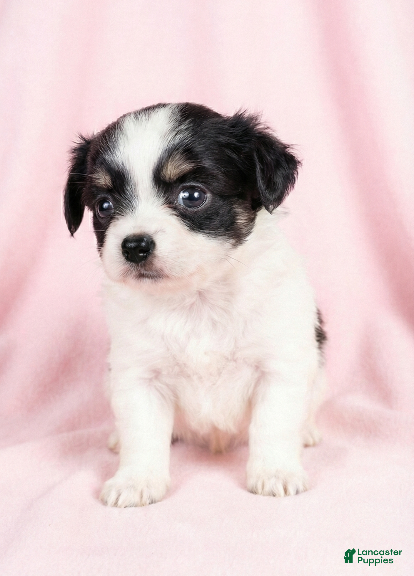 Mixed Breed dogs Belle - Ad 1