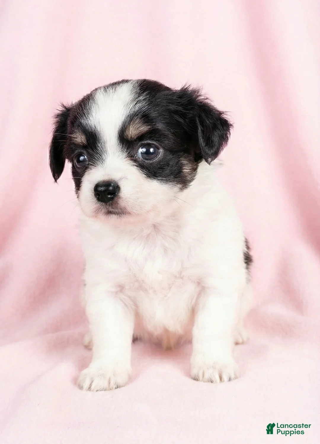 Mixed Breed dogs for sale: Belle - Ad 1