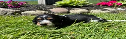 Miniature Dachshund dogs for sale: Ginger  - Ad 3