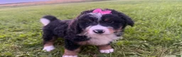 Bernedoodle dogs for sale: Stormy - Ad 9