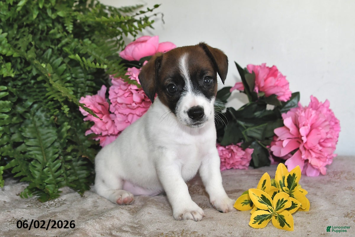 Jack Russell Terrier dogs for sale: Lilly - Ad 3
