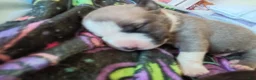 American Pit Bull Terrier dogs for sale: American Pit Bull Terrier Puppy 11 - Ad 6