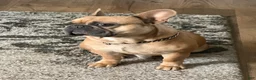 French Bulldog dogs for stud: Smokes pups - Ad 4