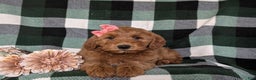 Mini Goldendoodle dogs for sale: Anabelle Hypoallergenic - Ad 5