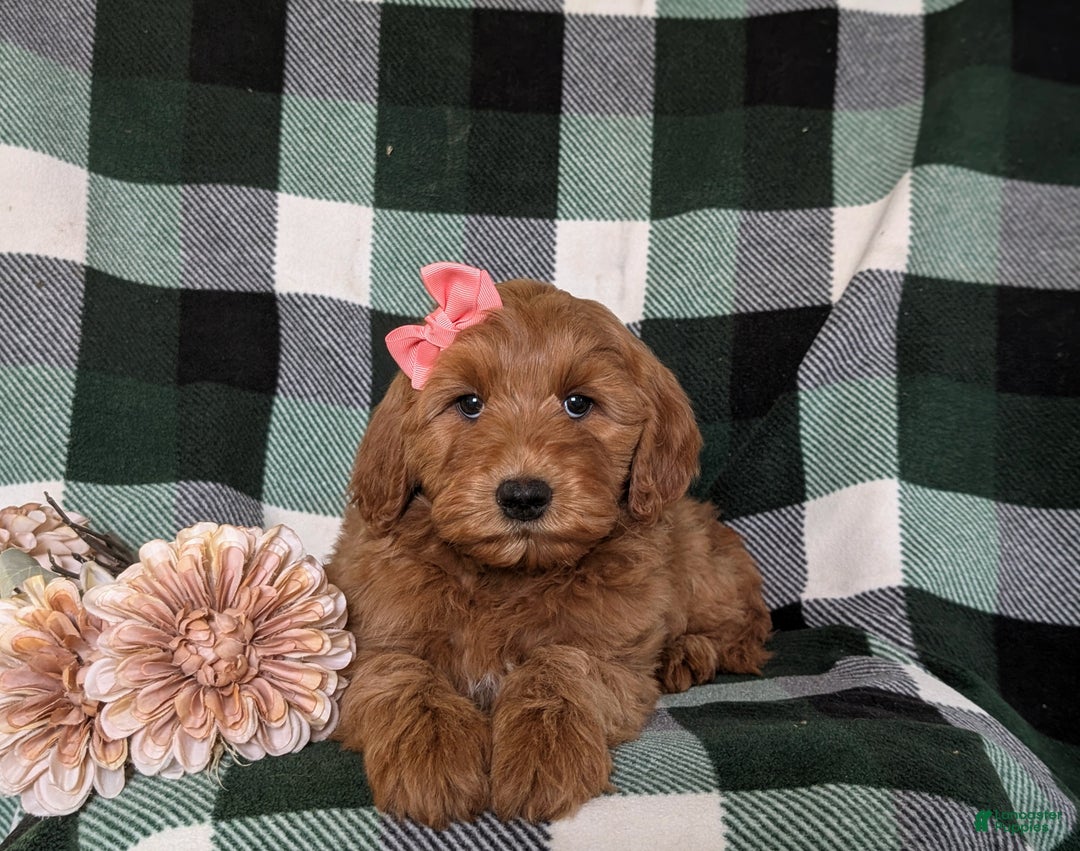 Mini Goldendoodle dogs for sale: Anabelle Hypoallergenic - Ad 5