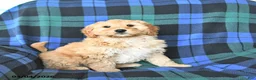Mini Goldendoodle dogs for sale: Spencer - Ad 4