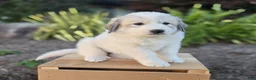 Great Pyrenees dogs for sale: Kate - Ad 7