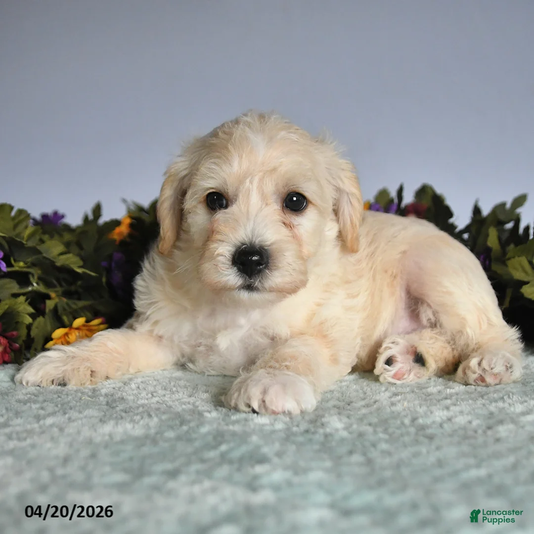 Mixed Breed dogs for sale: Porter - Ad 2