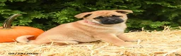 Mixed Breed dogs for sale: Rosie - Ad 3