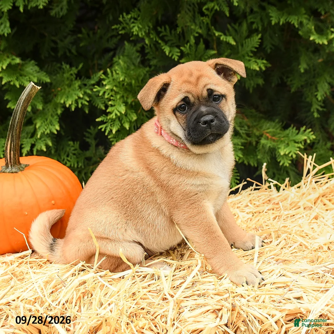 Mixed Breed dogs for sale: Rosie - Ad 3