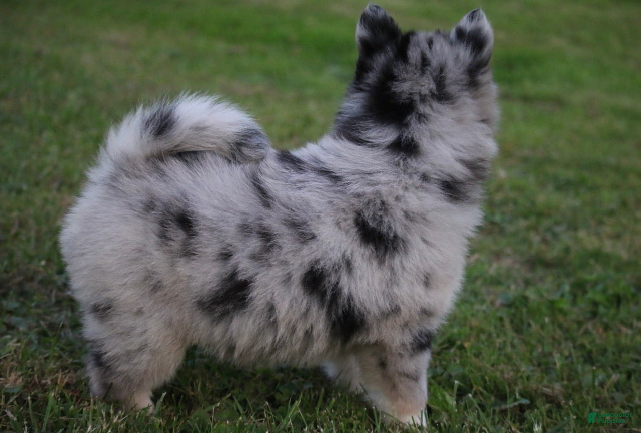 Pomsky dogs for sale: Sparky  - Ad 2