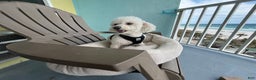 Bichon Frise dogs for stud: Meet Prince - Proven Bichon Frise Stud - Ad 4