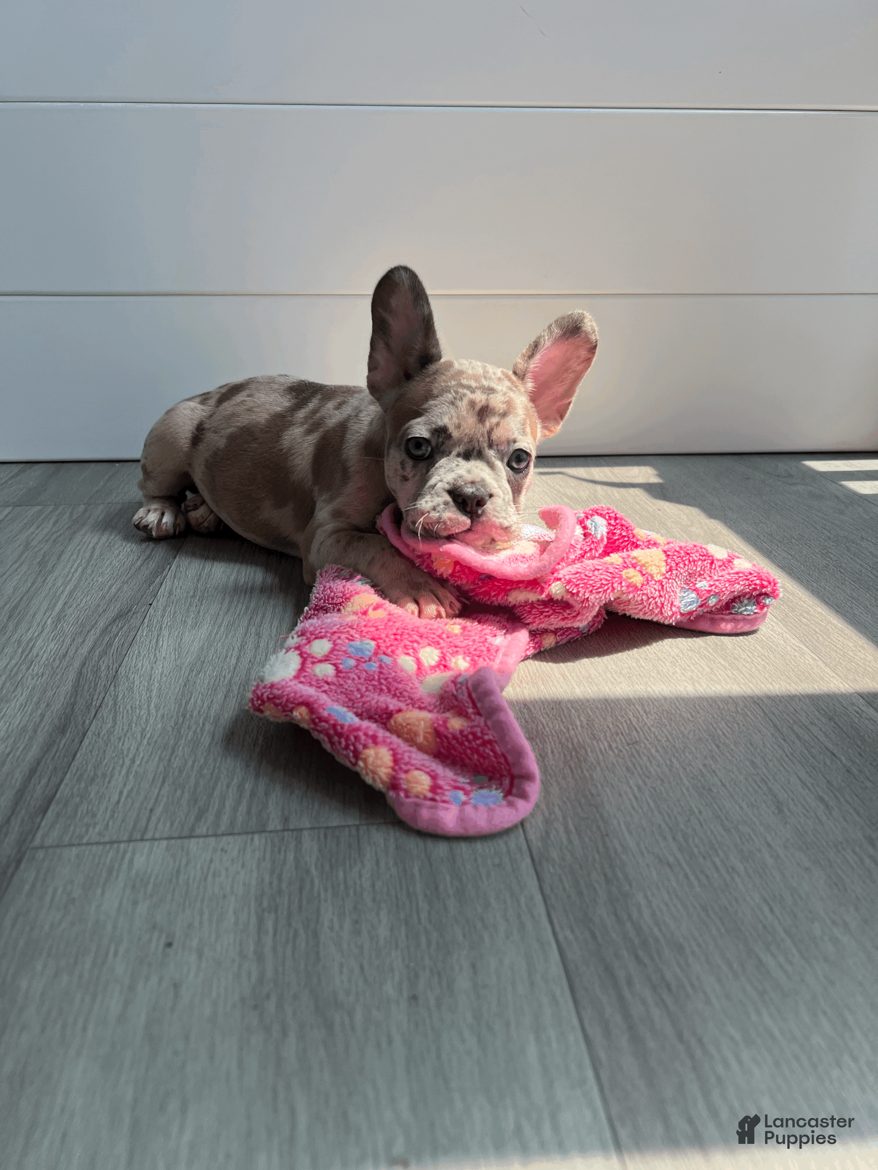 French Bulldog dogs DIAMOND - Ad 2