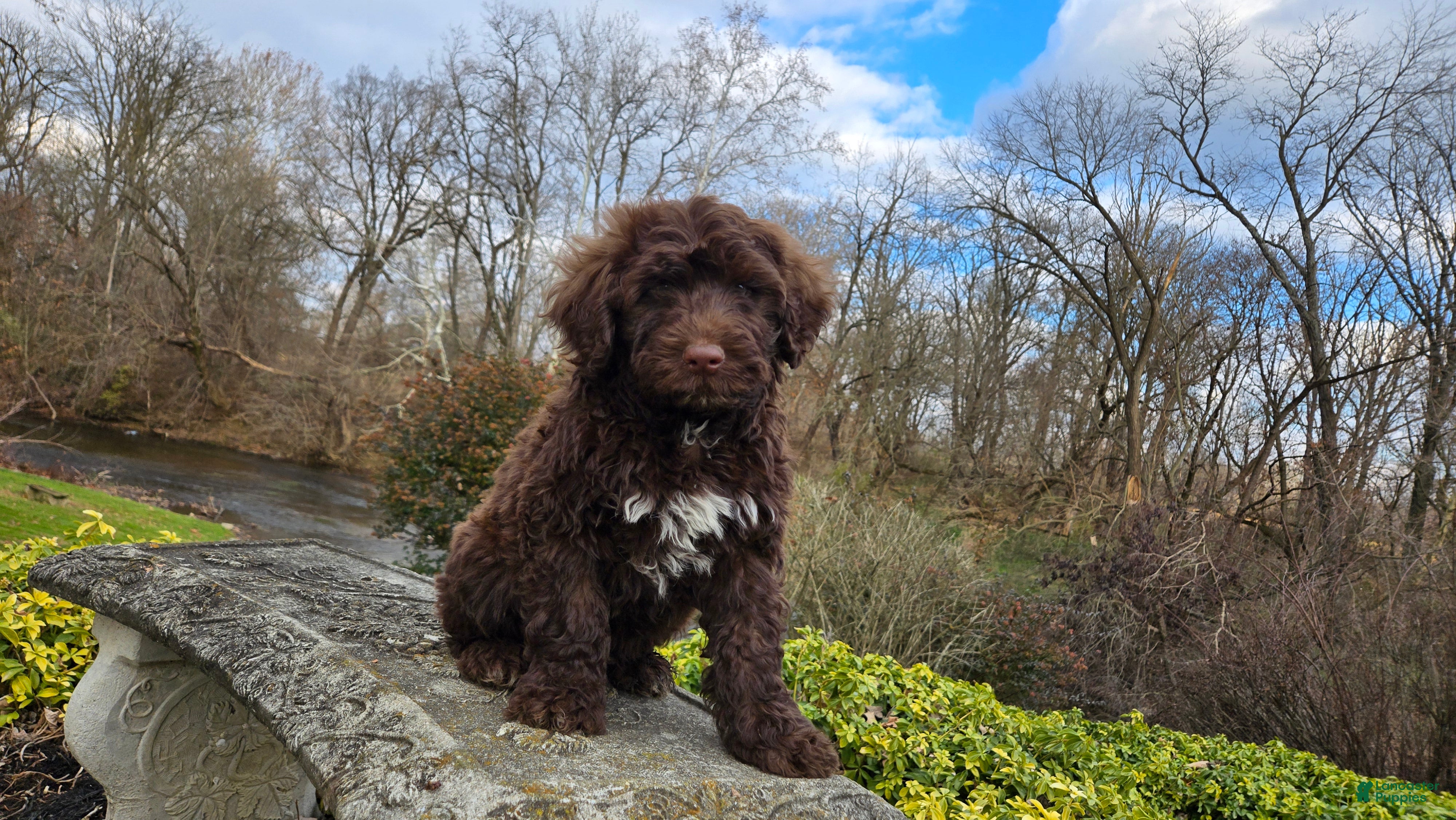 Portuguese Water Dog dogs Theo - Ad 14