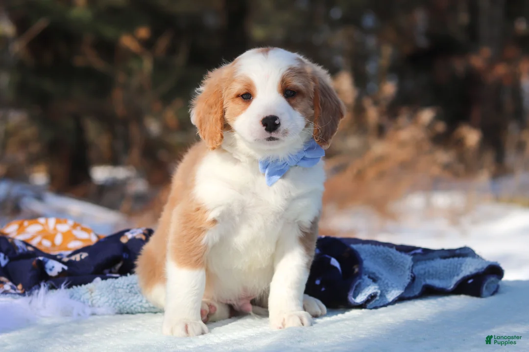 Mini Bernedoodle dogs for sale: Malcolm - Ad 4