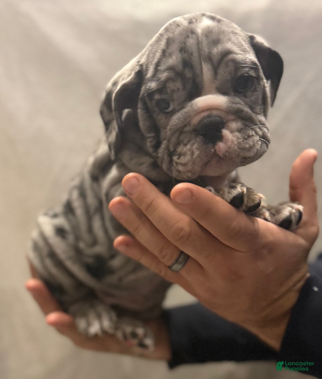 English Bulldog dogs for sale: Judy - Ad 1