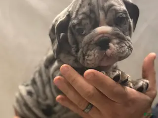 English Bulldog dogs Judy - Ad 41