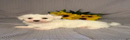 Maltese dogs for sale: Hunter - Ad 4