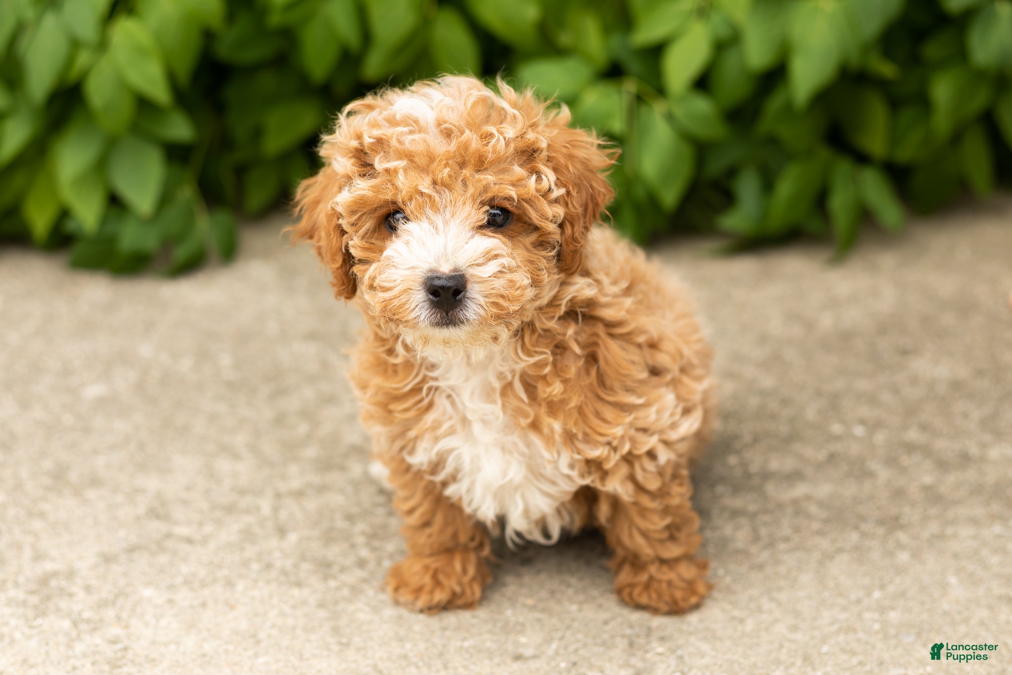 Miniature Poodle dogs Torin  - Ad 16