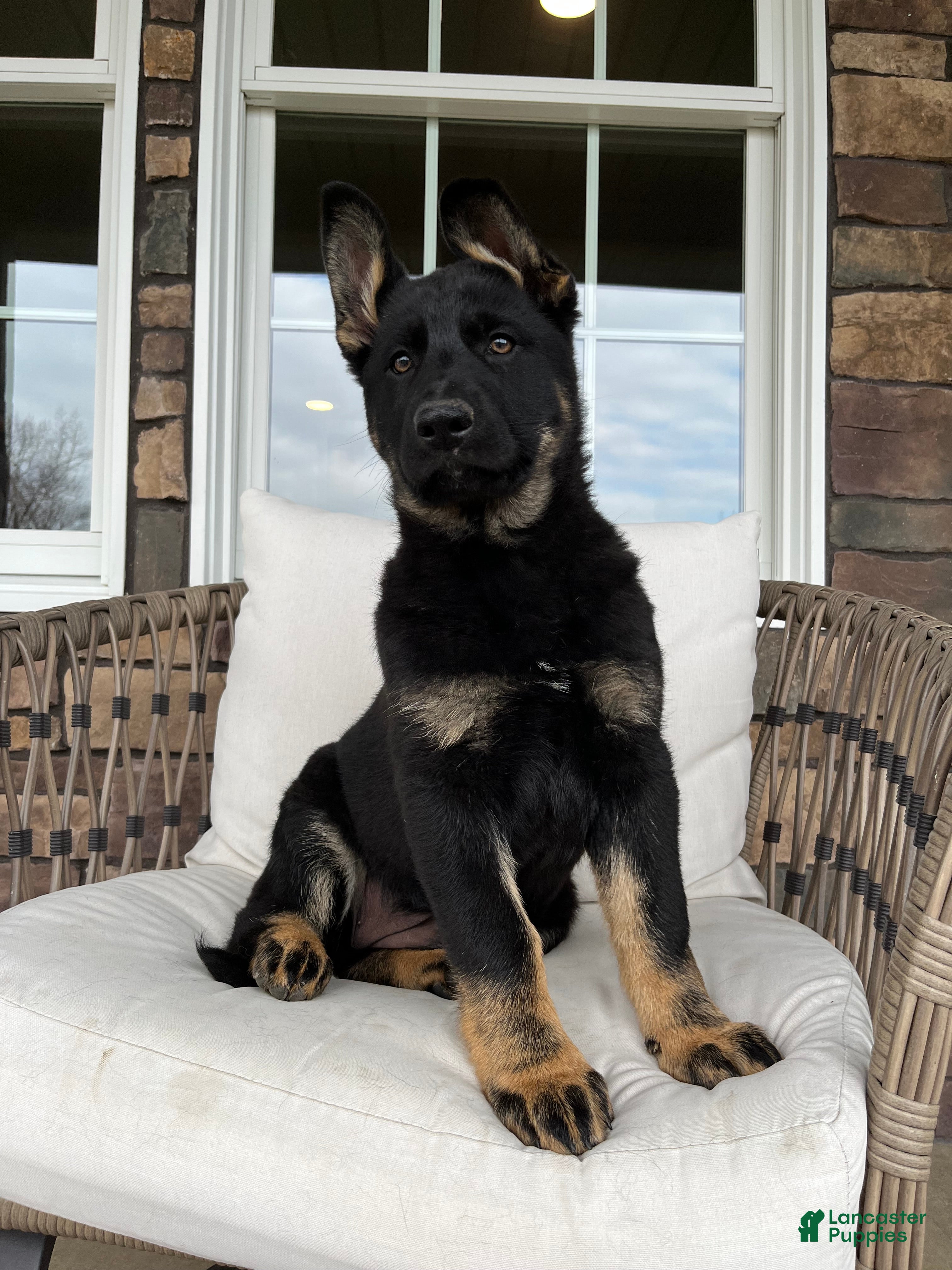 German Shepherd dogs Opal - Ad 1