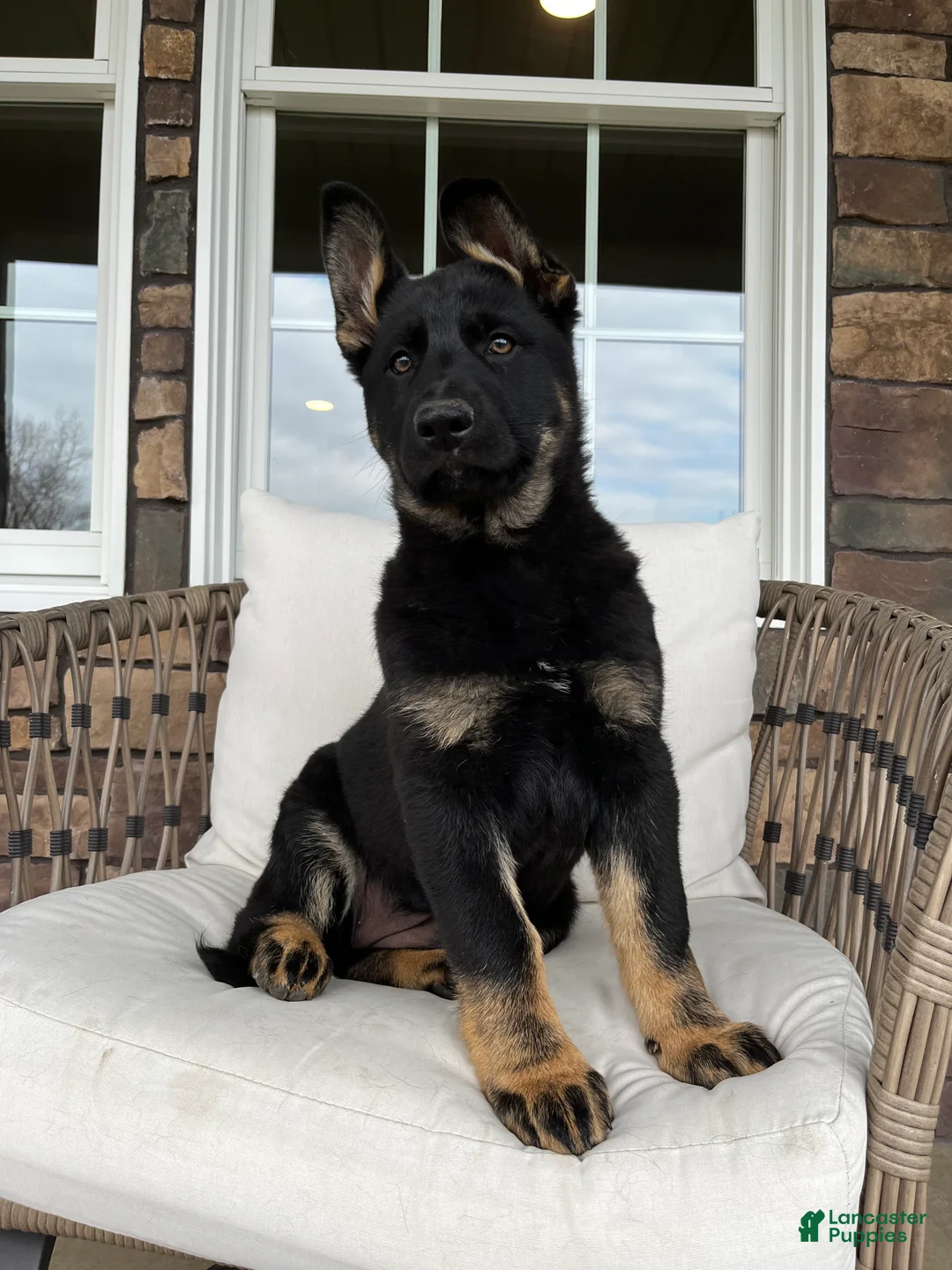German Shepherd dogs for sale: Opal - Ad 1