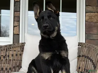 German Shepherd dogs for sale: Opal - Ad 3