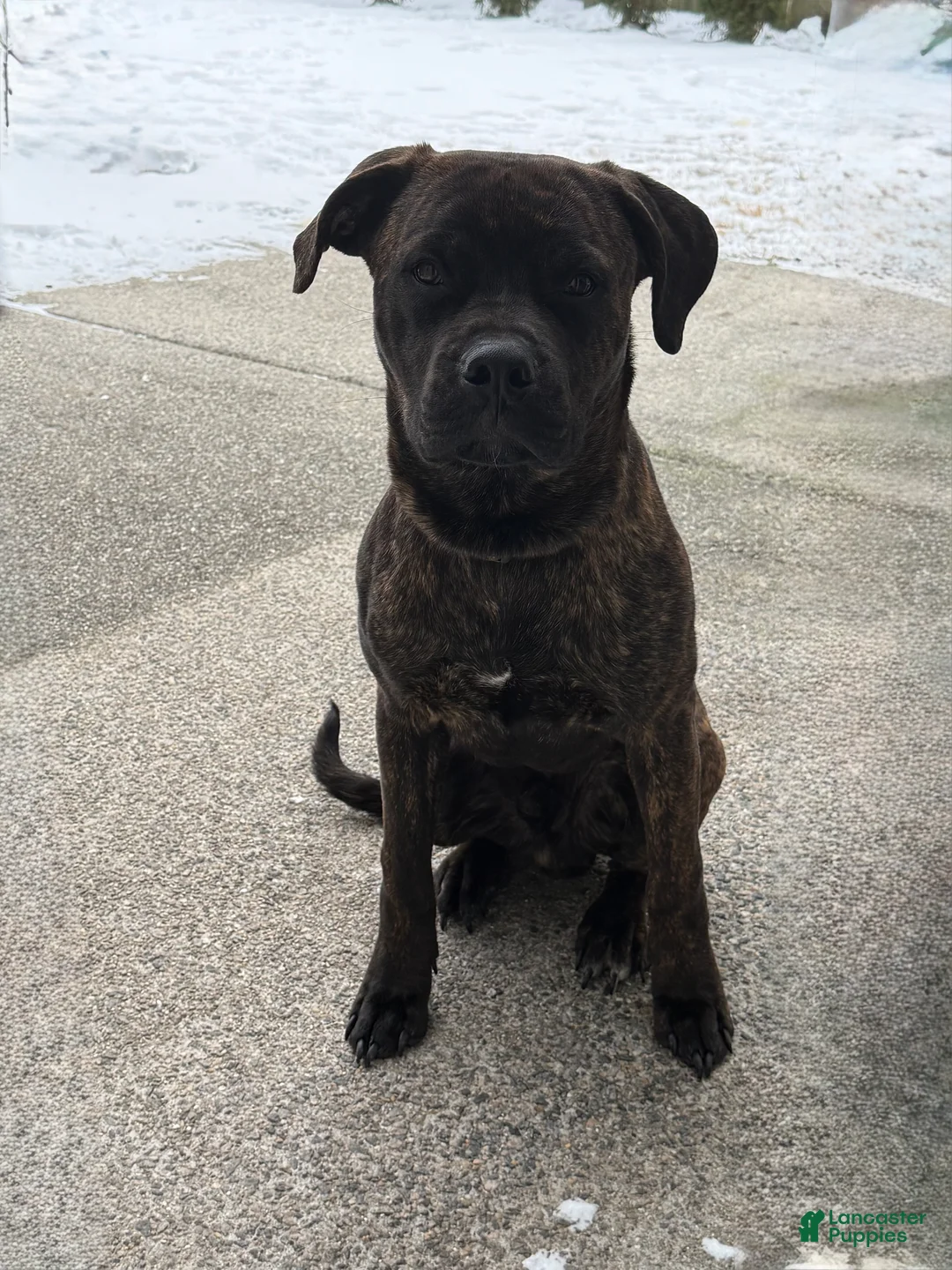 Mixed Breed dogs for sale: Mixed Breed Puppy 1 - Ad 2