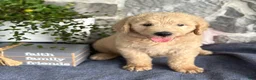Goldendoodle dogs for sale: Nolan - Ad 6