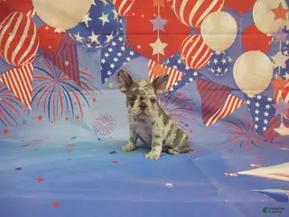 French Bulldog dogs AKC Brook - Ad 10