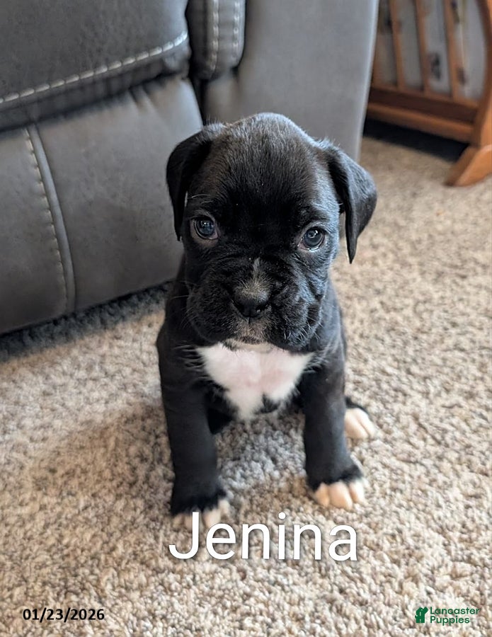 Boxer dogs Jenina - Ad 8