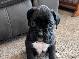 Boxer dogs Jenina - Ad 8