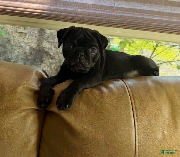 Pug dogs Rosie - Ad 1