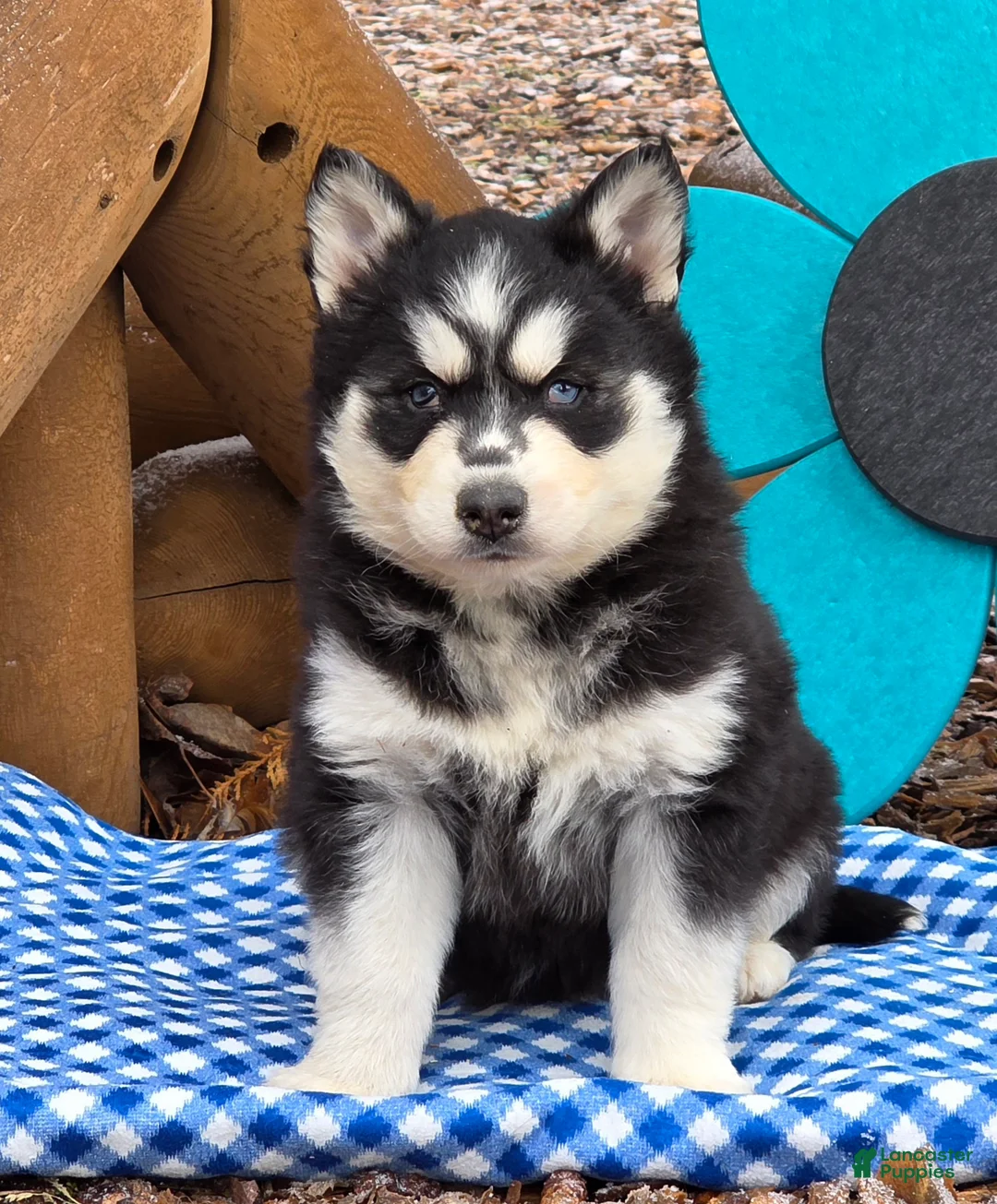 Siberian Husky dogs for sale: Trixie - Ad 6