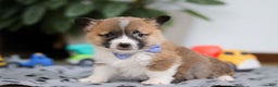 Welsh Corgi Pembroke dogs for sale: Arthur - Ad 5