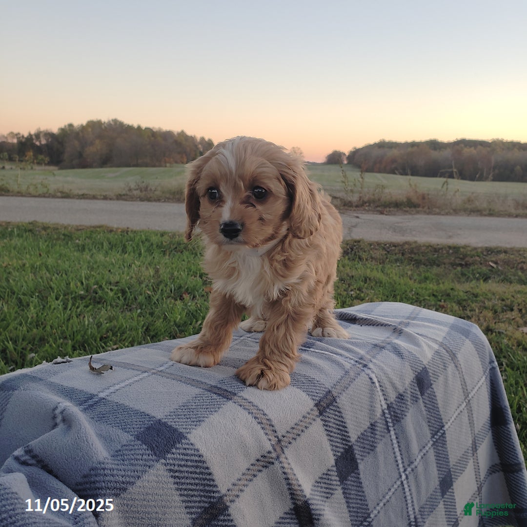 Cavapoo dogs for sale: Brooke - Ad 3