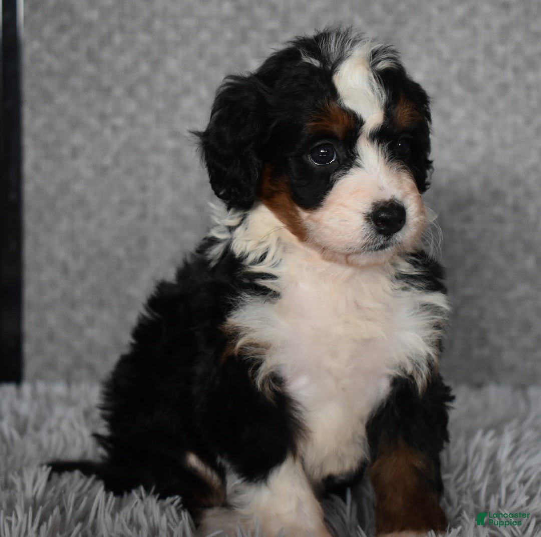 Mini Bernedoodle dogs for sale: Hayley - Ad 5