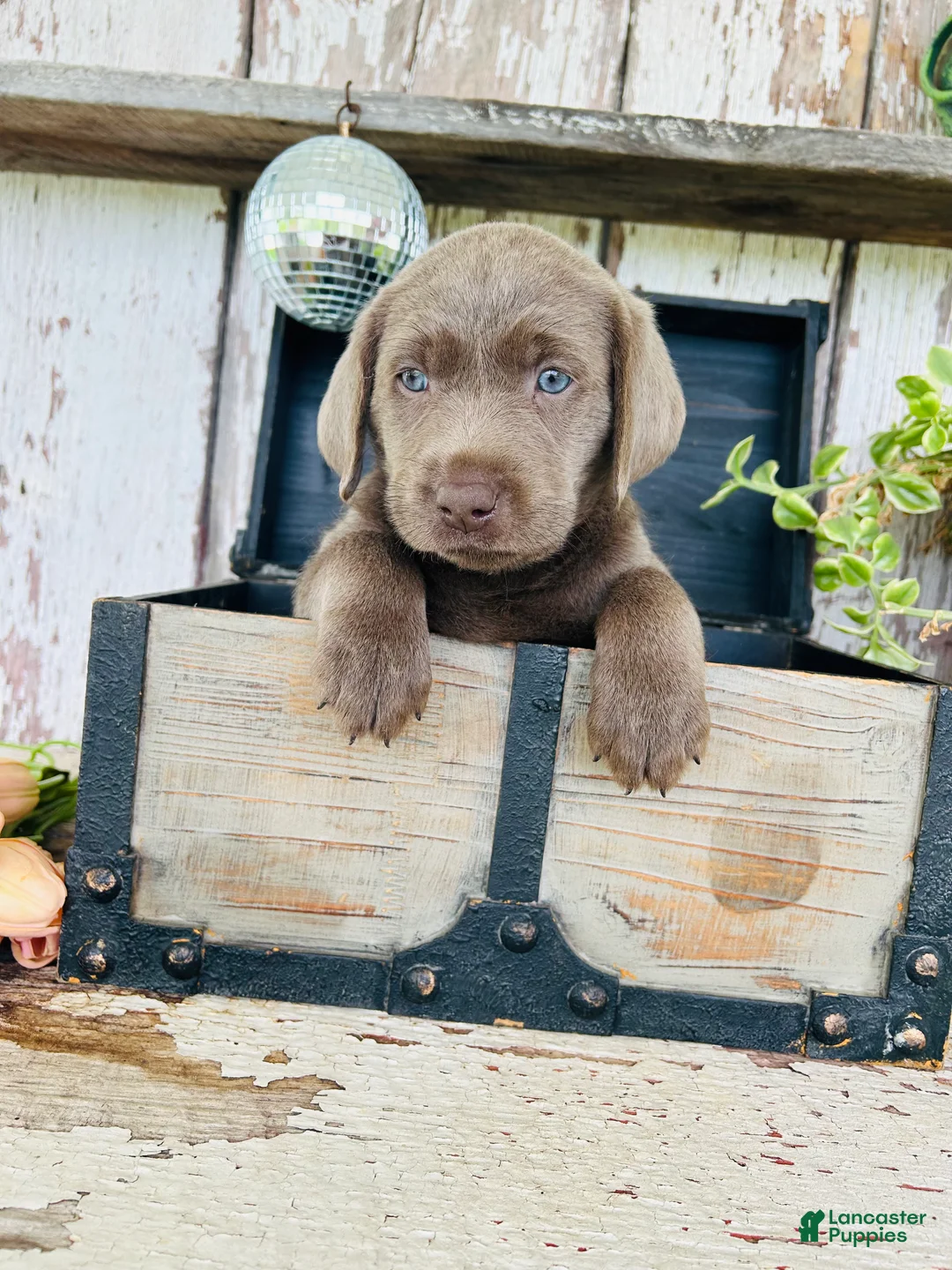 Labrador Retriever dogs for sale: Missy  - Ad 2