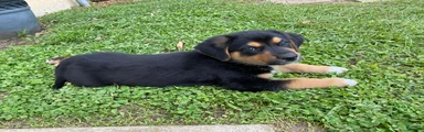 Mixed Breed Puppy 1