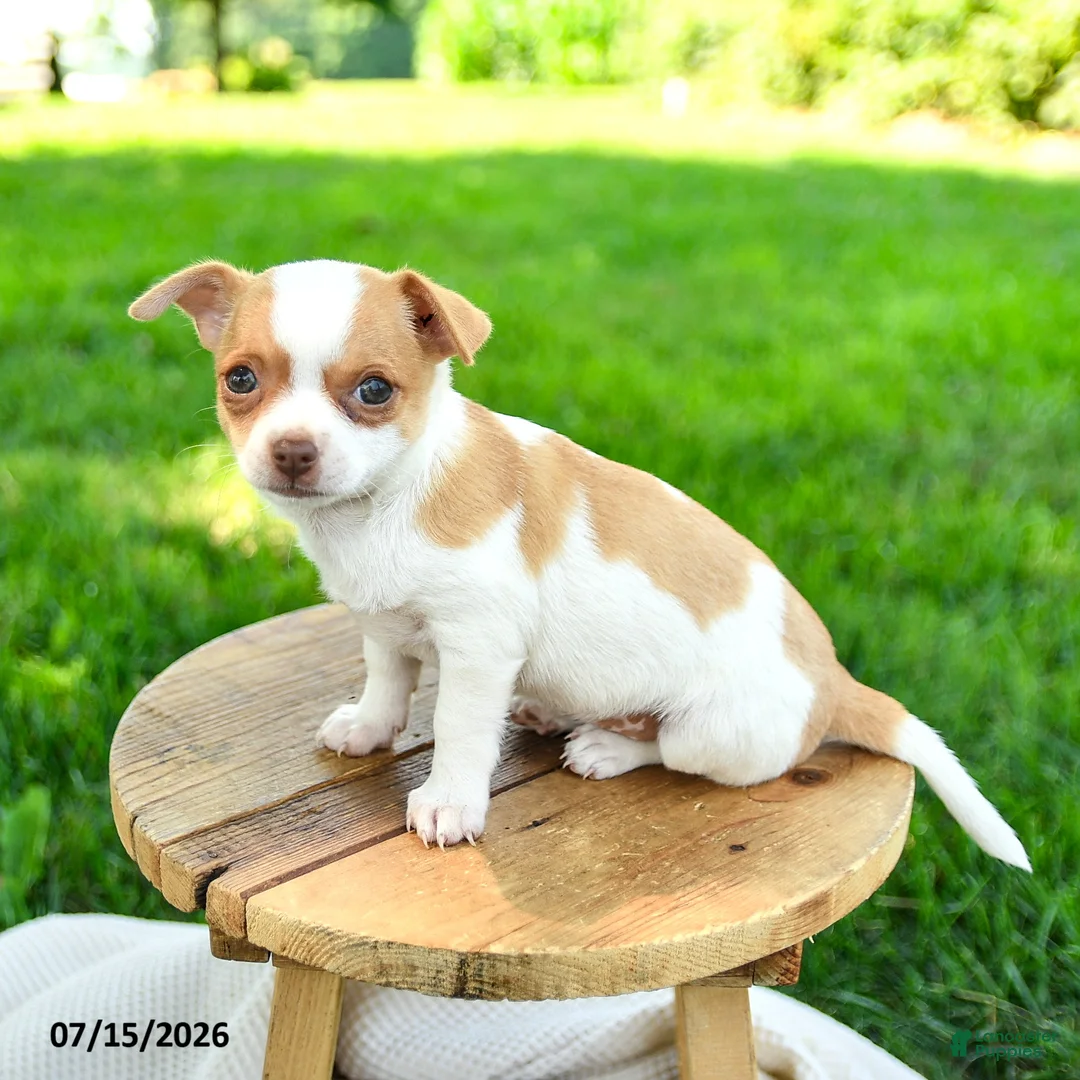 Chihuahua dogs for sale: Noelle - Ad 3