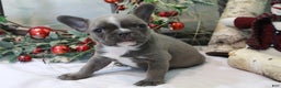 Frenchton dogs for sale: Bella  - Ad 8