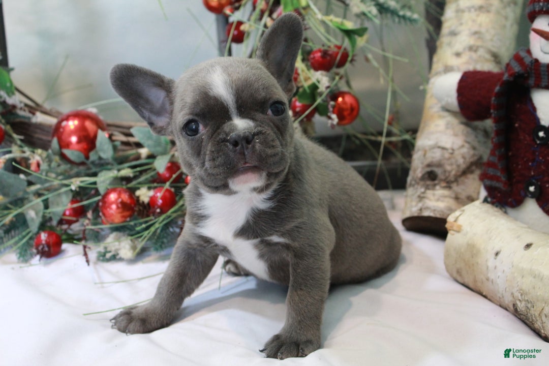 Frenchton dogs for sale: Bella  - Ad 8