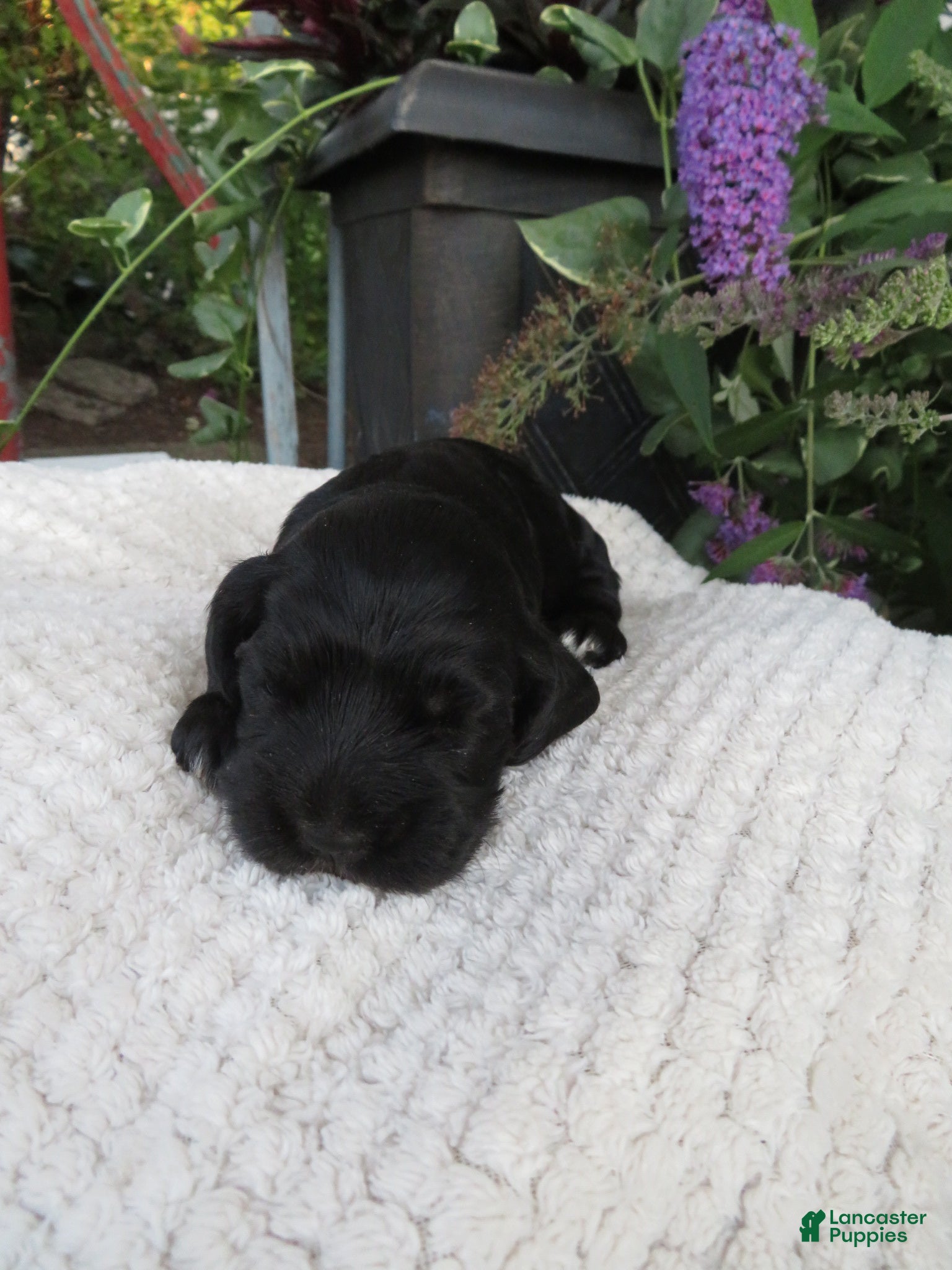 Cocker Spaniel dogs Fawn - Ad 1