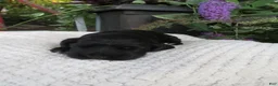 Cocker Spaniel dogs for sale: Fawn - Ad 1