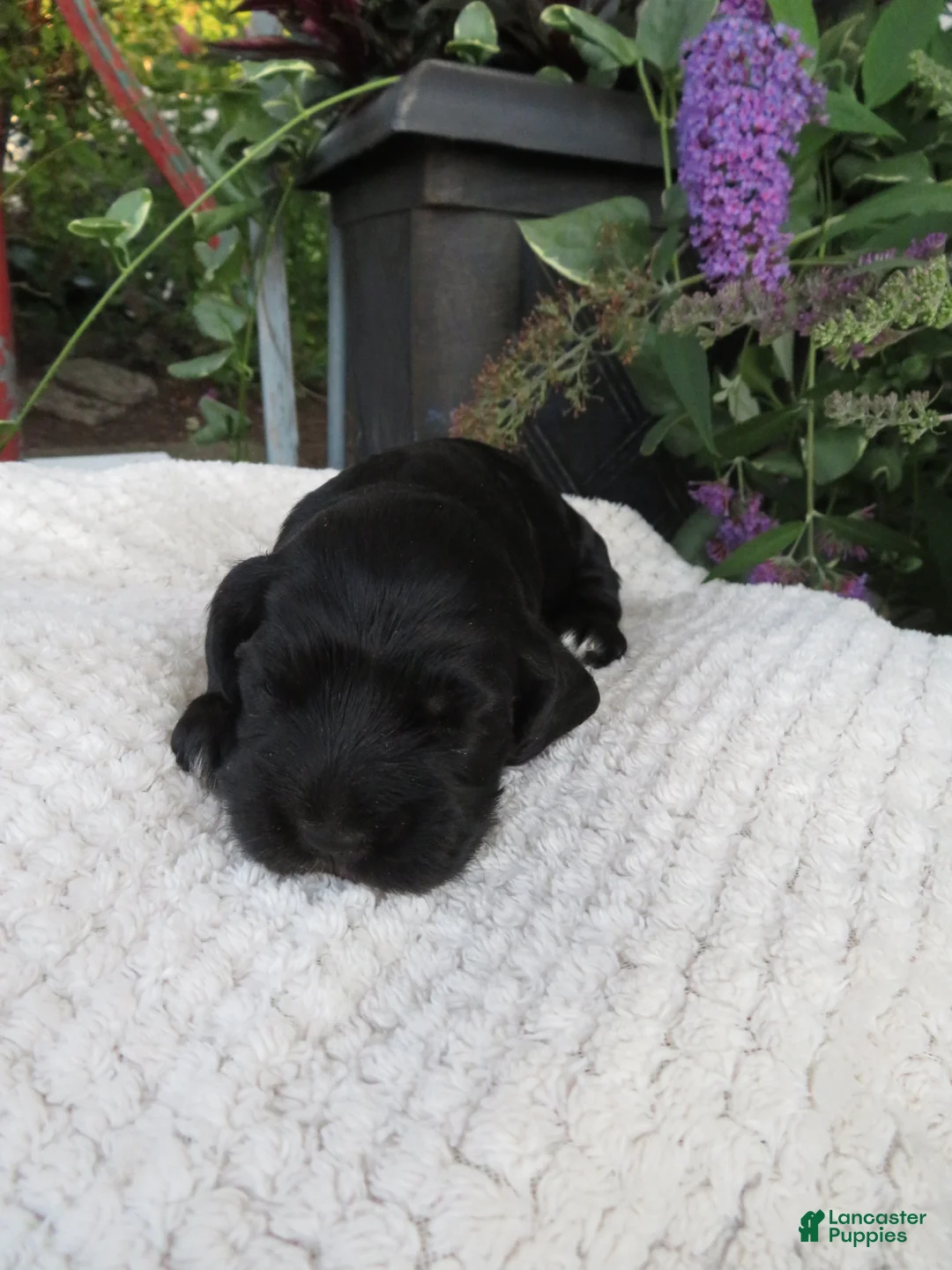 Cocker Spaniel dogs for sale: Fawn - Ad 1