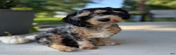 Cavapoo dogs for sale: Tulip - Ad 3