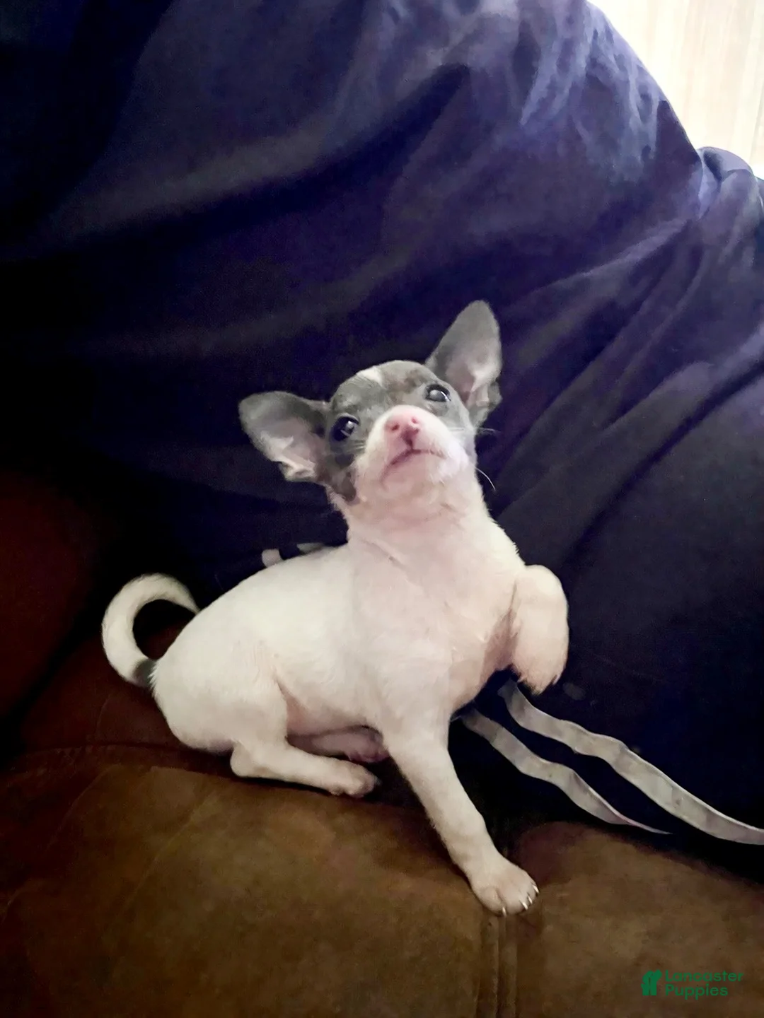 Chihuahua dogs for sale: Teacup Chihuahua Puppy - Ad 7